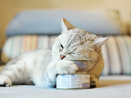Katze mit Katzenfutterdose