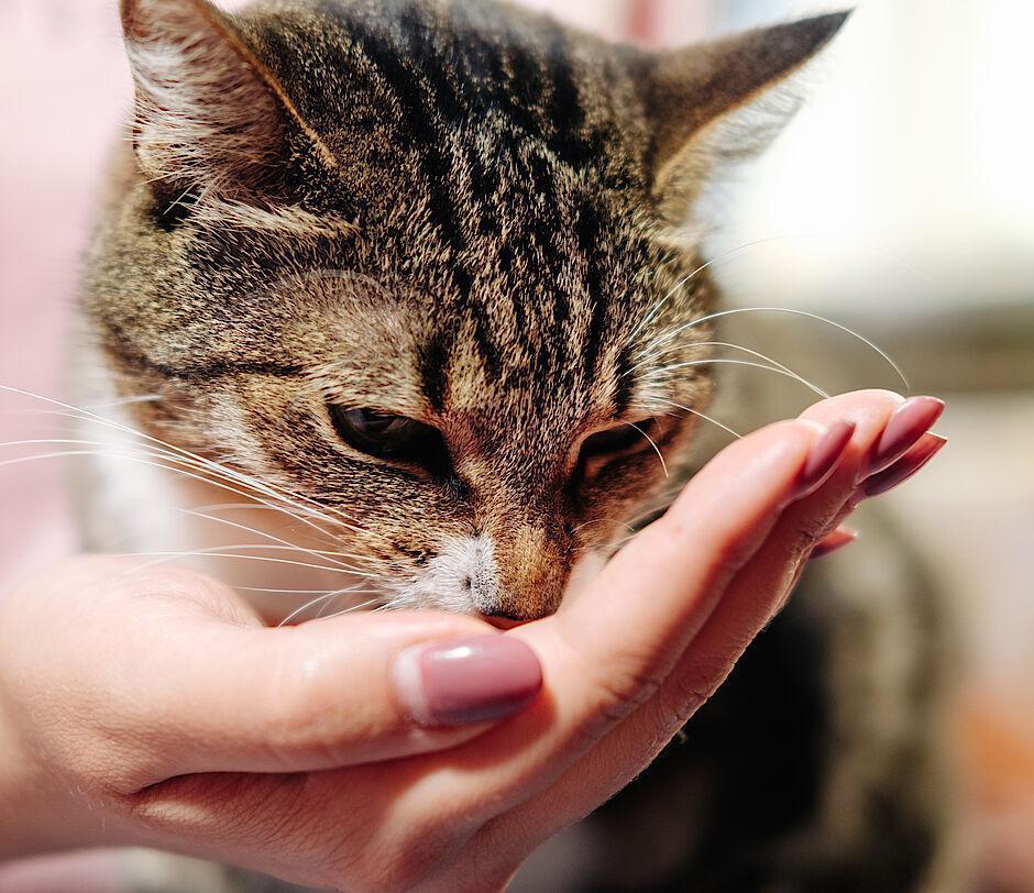 Tierfreund Katze frisst aus der Hand