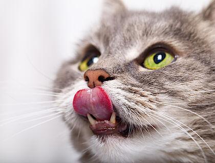 Katze hungrig schleckt Zunge