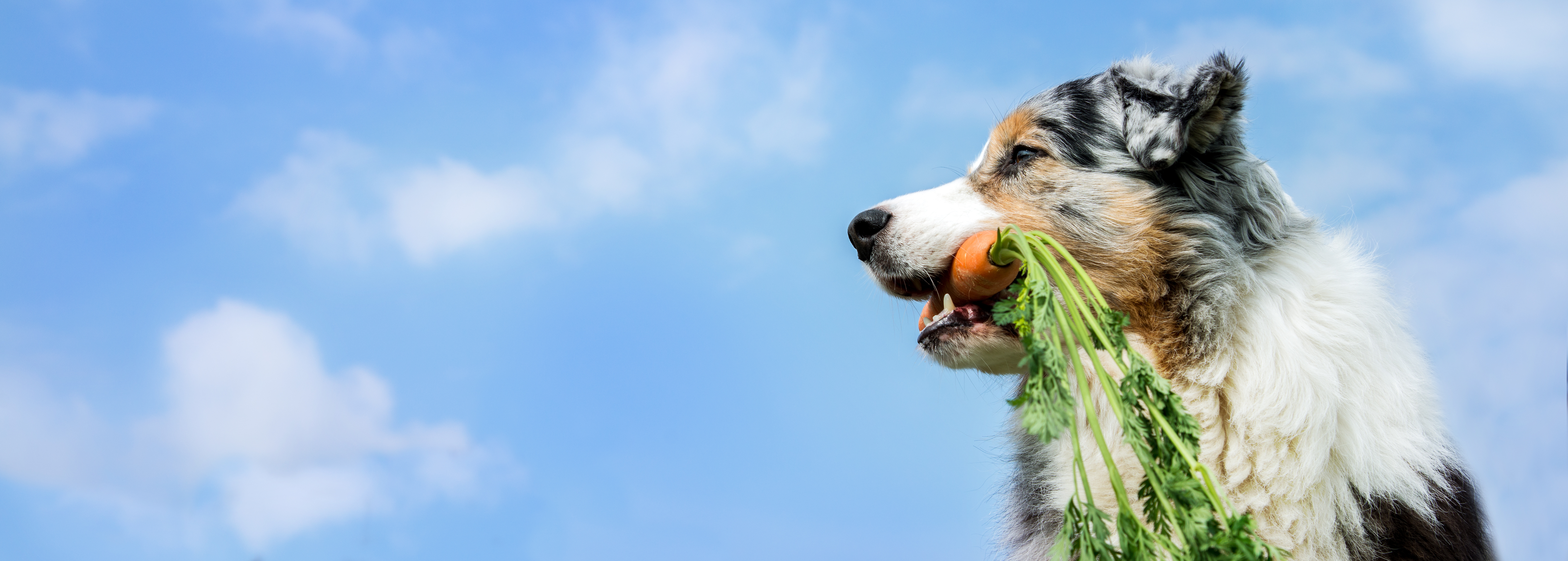 Natur Hund mit Karotte